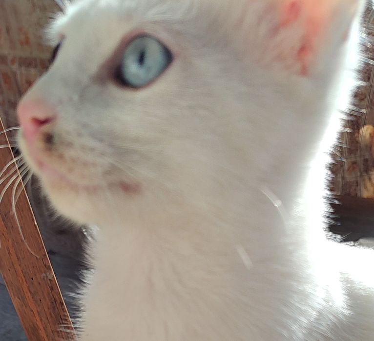 Бели котета, 4 мес.