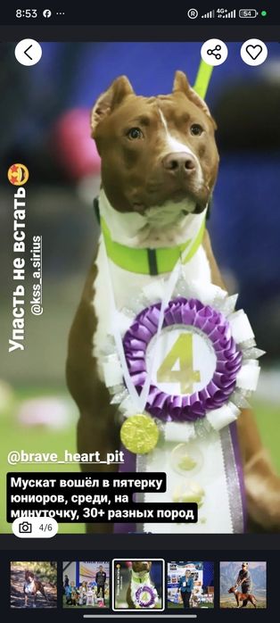 Осталось одна девочка Пит буль