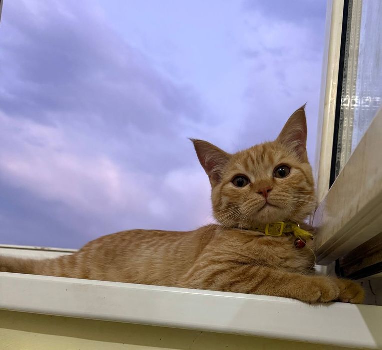 Вязка кота, нужна кошка