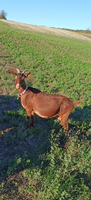 Vând 2 capre metiș mama si fiică gestante ambele trebuie sa fete!