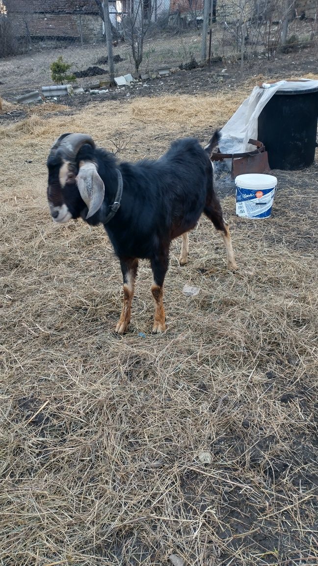 Țap rasa  Ango-Nubian
