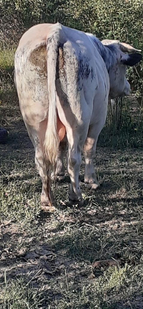 Taur belgian de vanzare