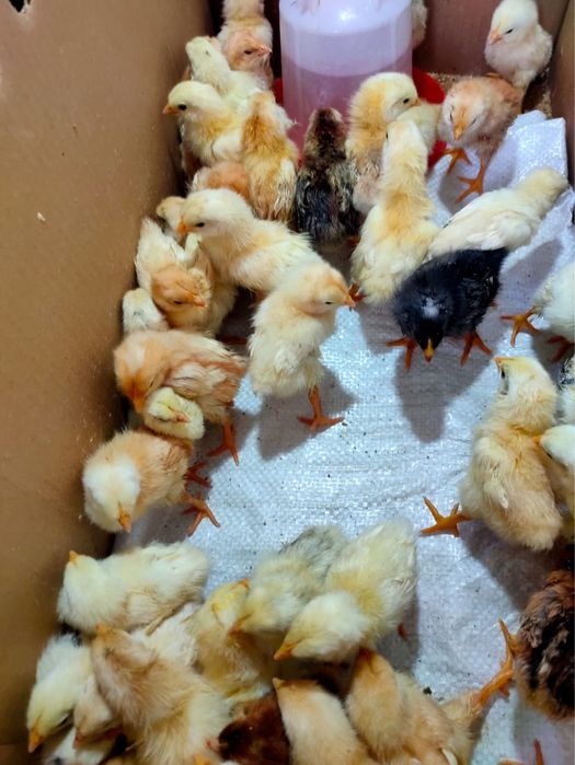 Домашние цыплята, недельные