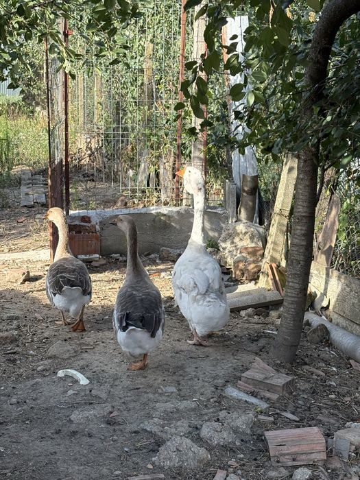 Vand gaste americane