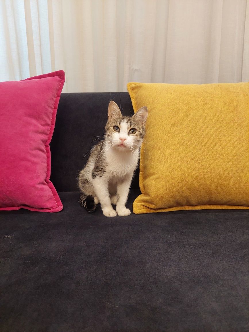 Котёнок девочка ласковая