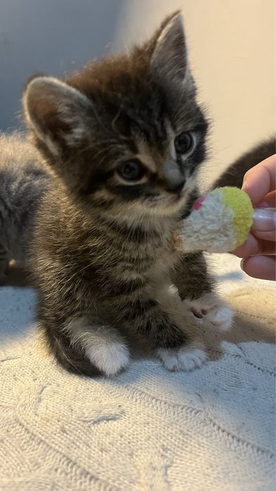 Отдам котенка в добрые руки