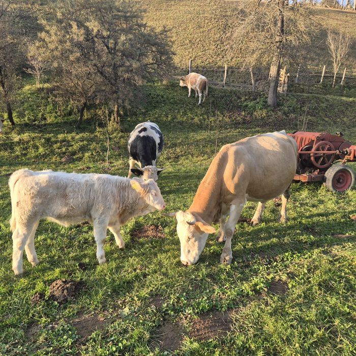 Vand Vaca de Lapte Baltata