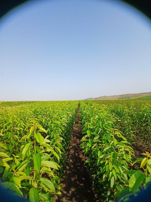 Pomi fructiferi certificati fitosanitar