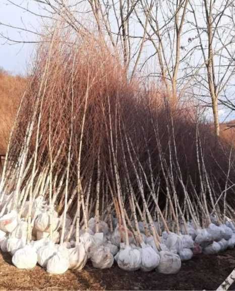 Mesteceni albi betula pendula