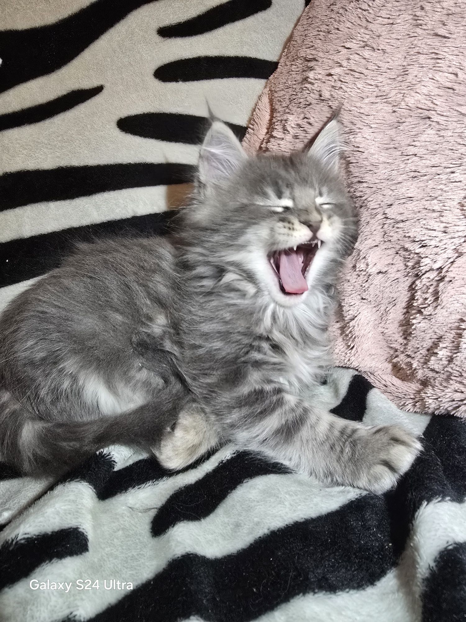 Мейн Куун котенца