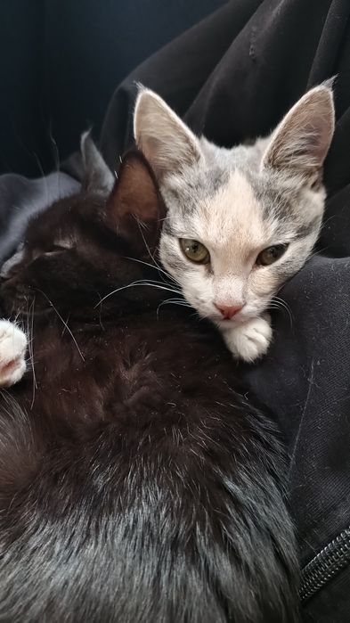 Отдам даром в добрые руки, кот мальчик