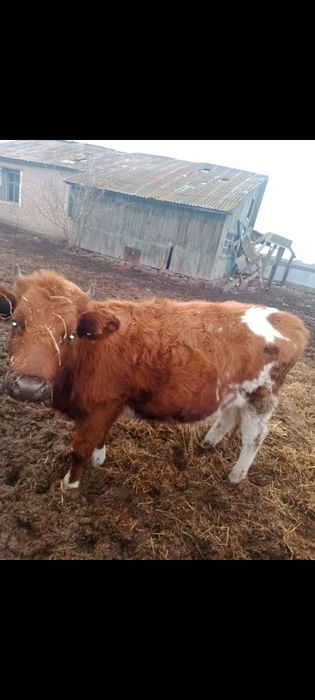 Продам стельную телку