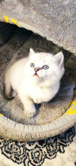 Скотиш страйт Блю поинт мальчик