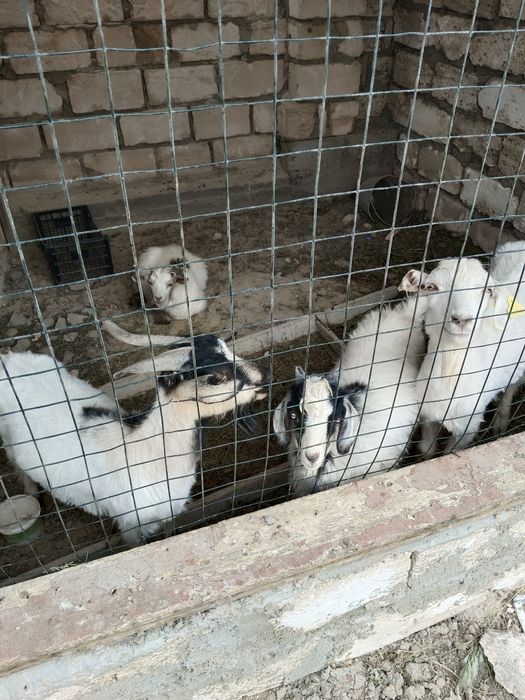 Ешкі сатылады егіз лактарамен семіз