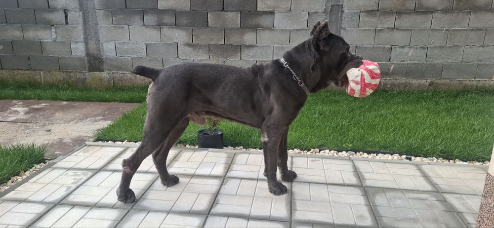 Кученца кане корсо