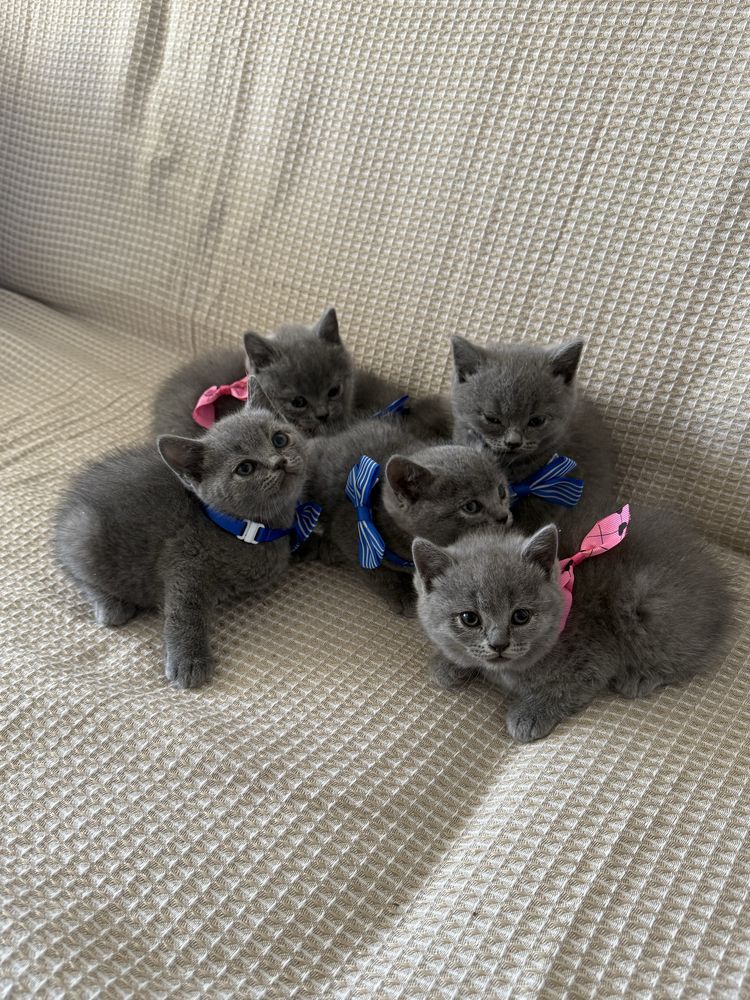 Pufoseni british Shorthair blue