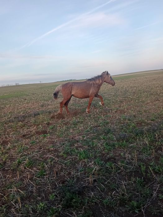 Продам лошадей шесть голов срочно