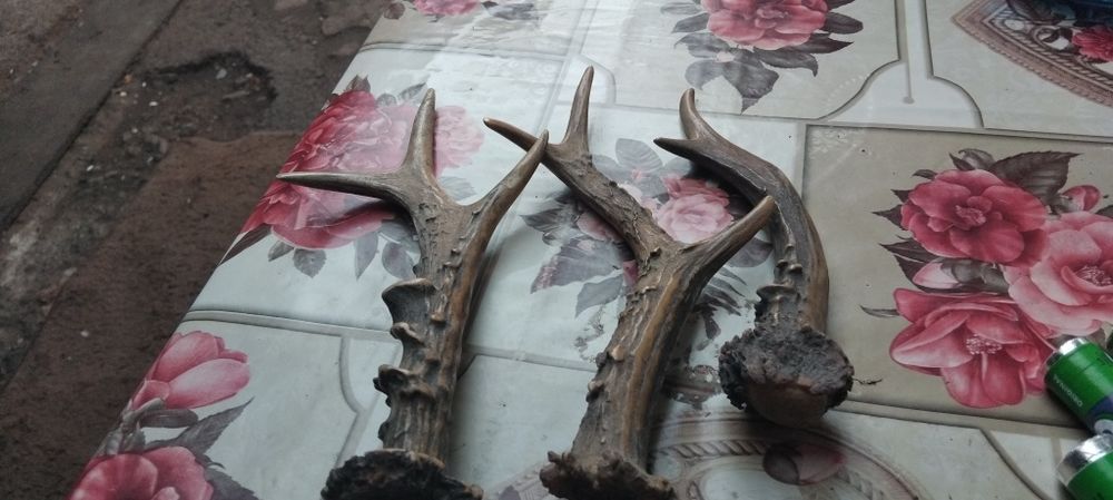 Vând trei coarne de căprior