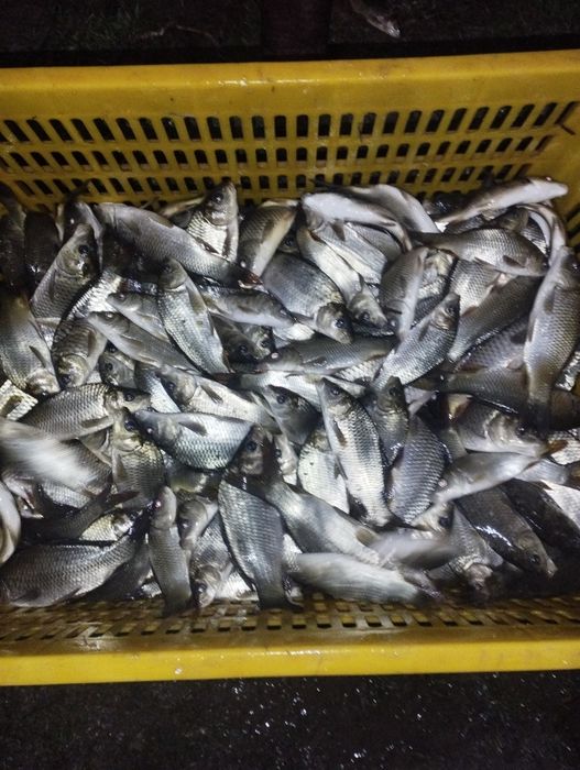 Балик лар бор таварни, сигалетка, малёк семича