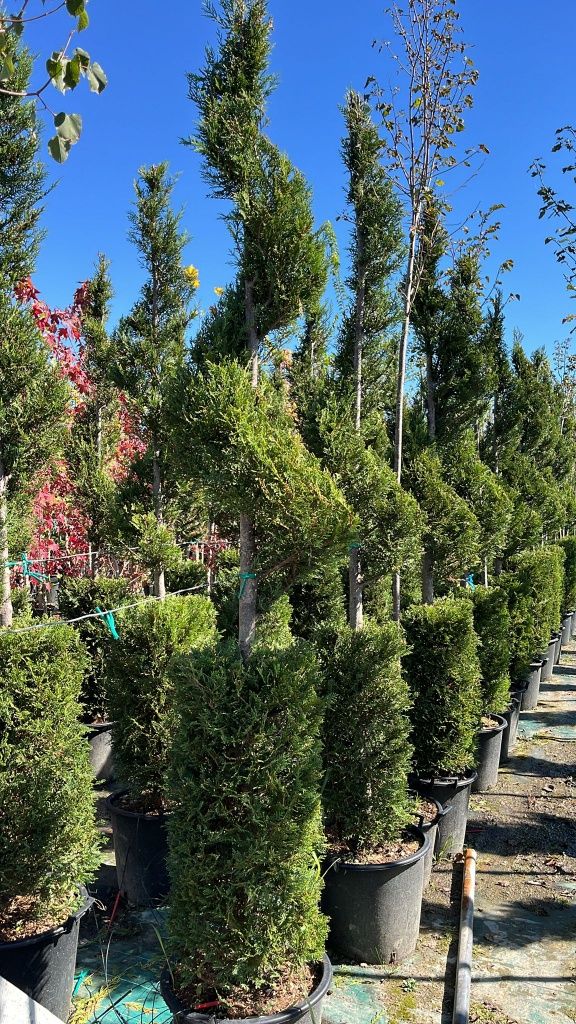 Vând plante ornamentale!!!