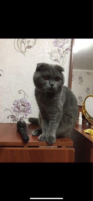 Отдам кошку в хорошие руки