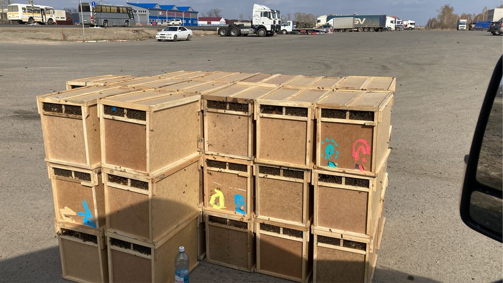 Пчелы пчелопакеты