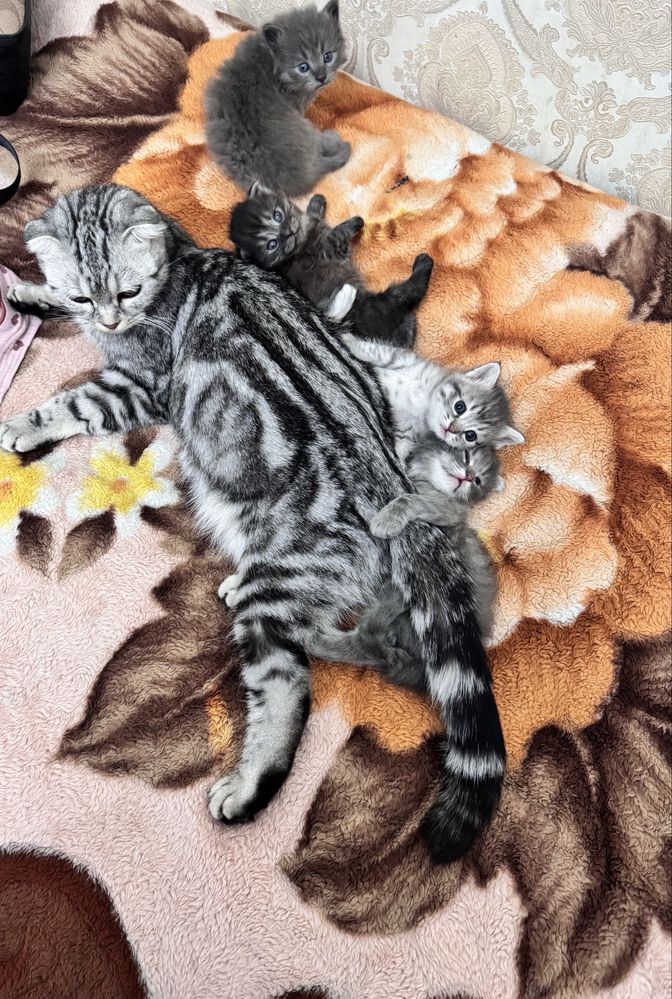 Котята 1 месяц 3 мальчика 1 девочка