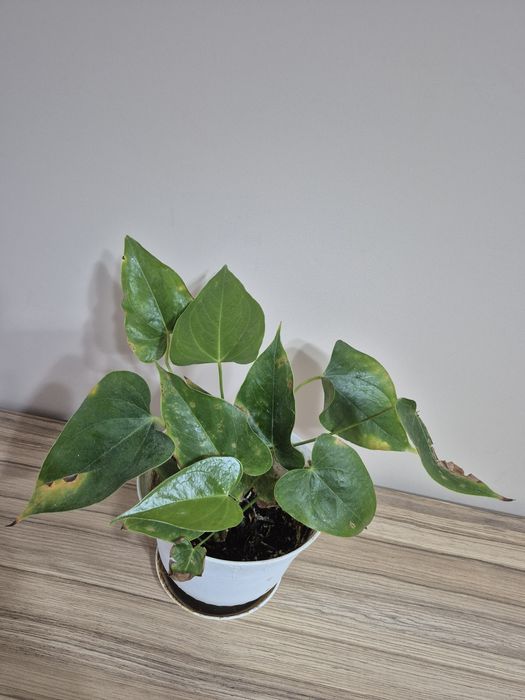 Стайни саксийни цветя