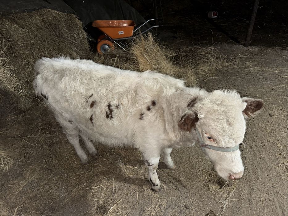 Бұзау сатылады мамырсуда