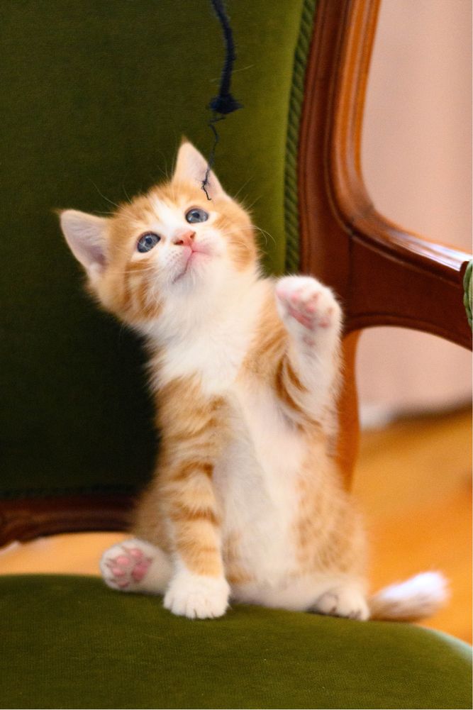 Отдам рыжего котенка, 1,5 месяца