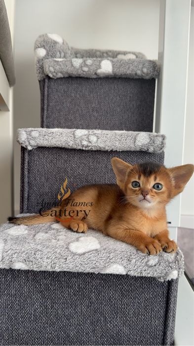 Pui Abisinian de rasă pură – culoare ruddy (căprioară)