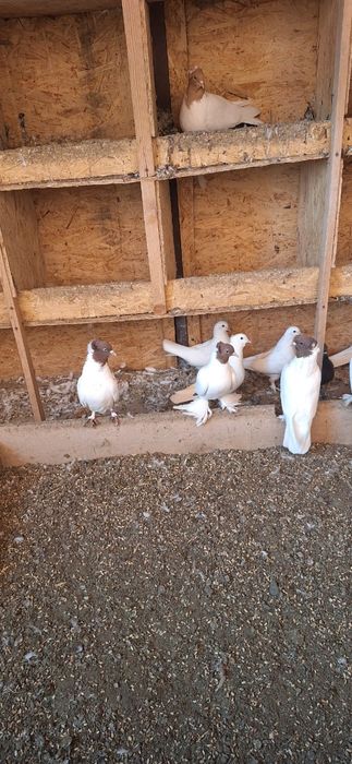 продажа голубей породы иранцы