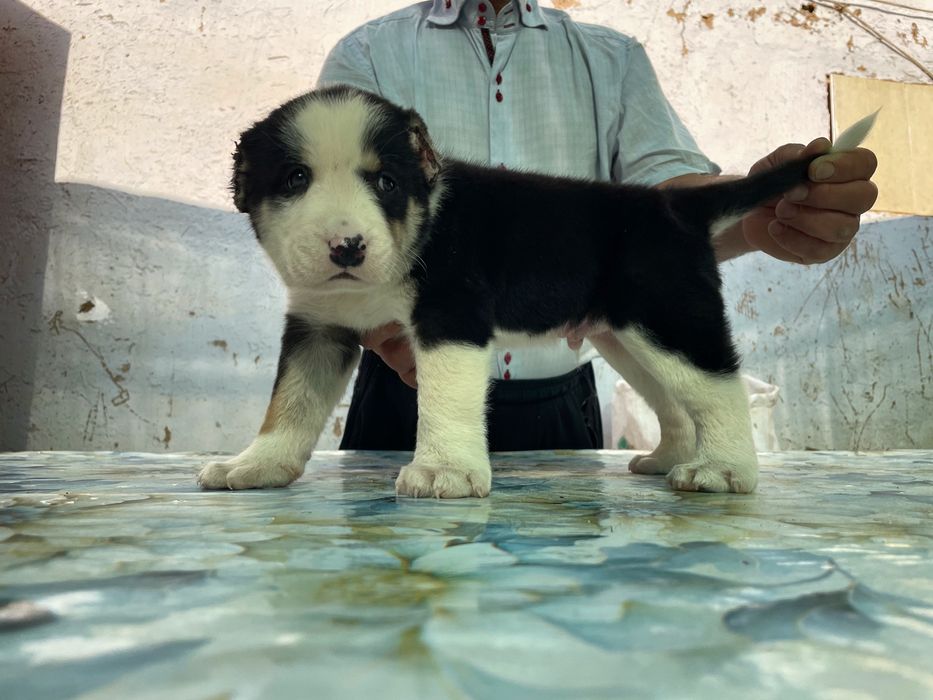 Щенок алабая ( мальчик )