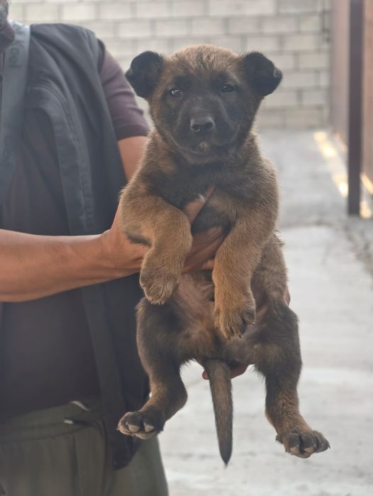 Бельгийский овчарка продаётся