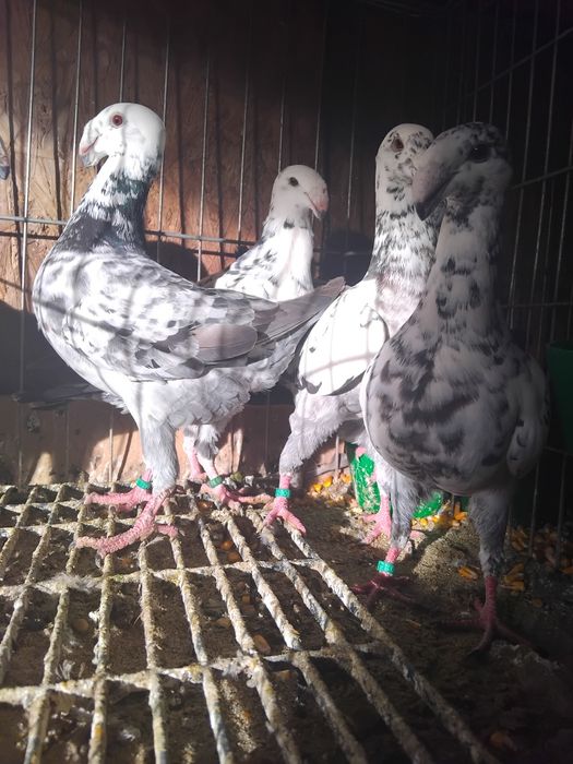 Porumbei germani de expozitie