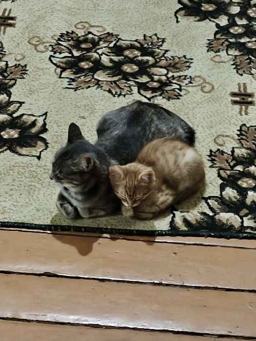 Mushuklar ona-bola tekinga