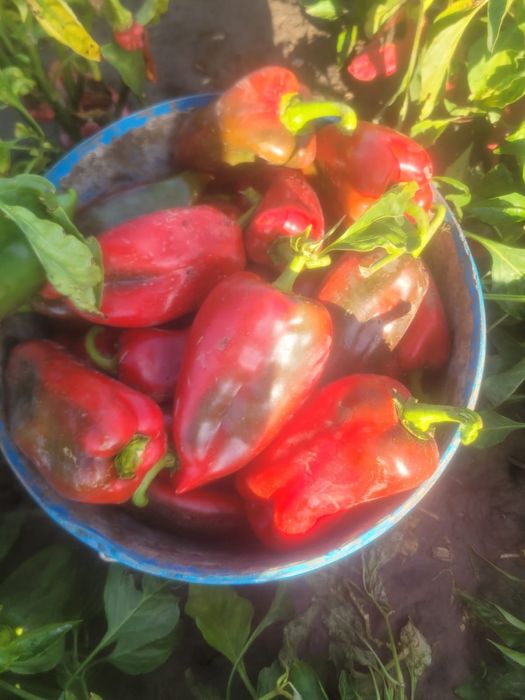 Vând gogoșar, kapi și murături