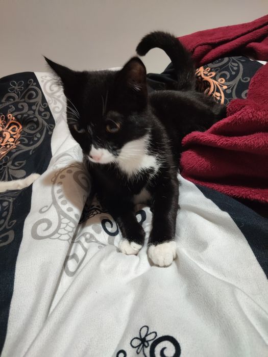 Pisică și motănel