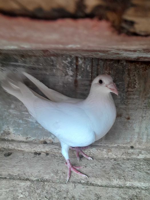 O pereche de porumbei voiajori