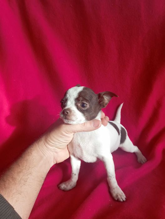 Чихуахуа шоко линия