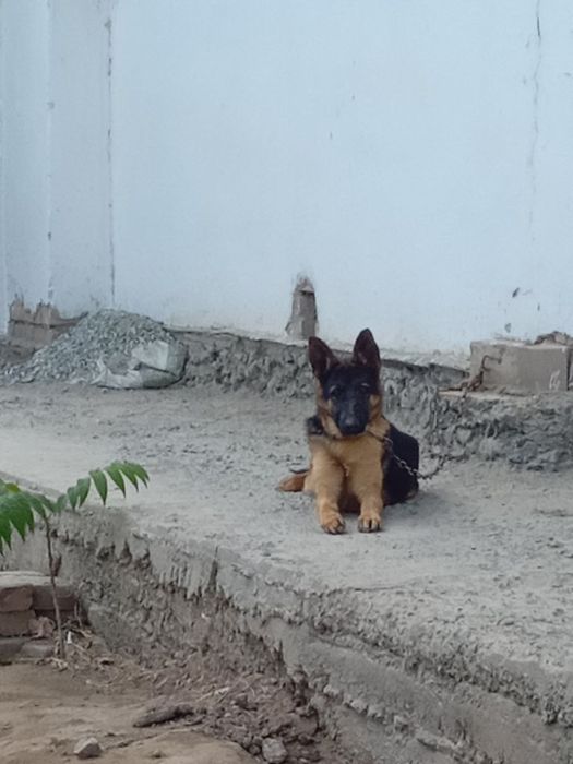 7 ойлик урғочи немецкий овчарка