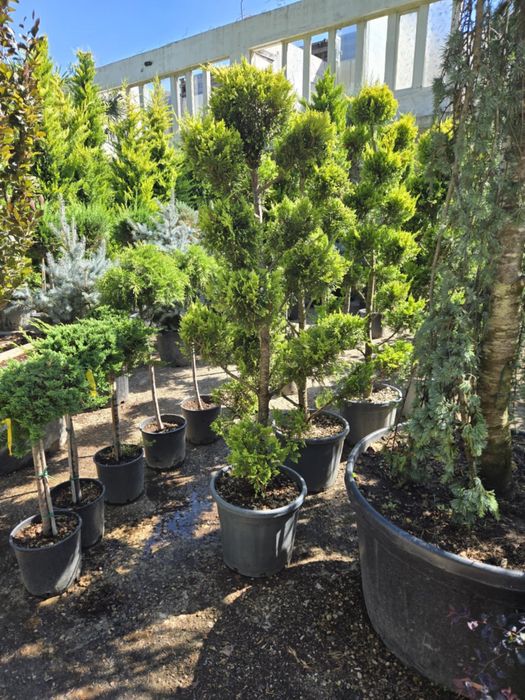 Amenjam spatii verzi pentru gradina ta