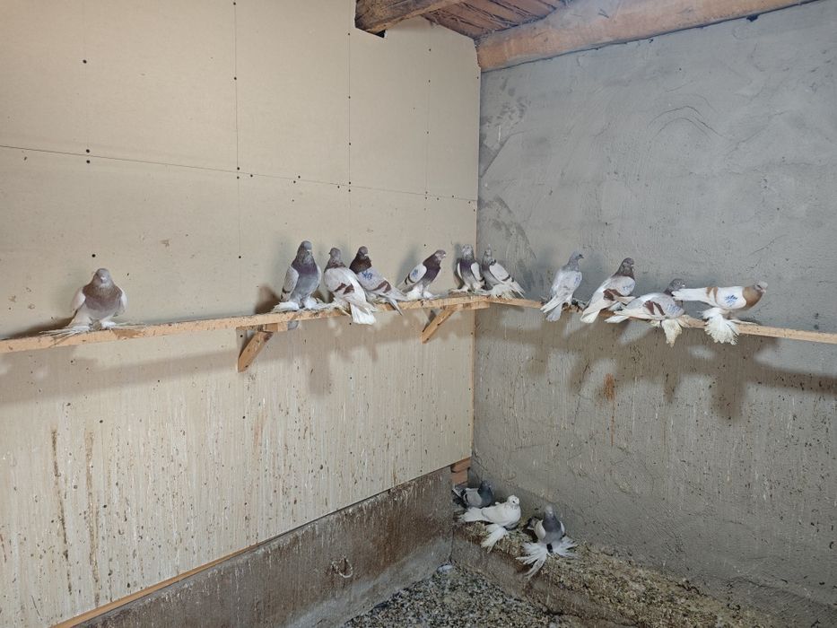 Kaptar kabutar golubi gulubey kaptarlar kaptarla