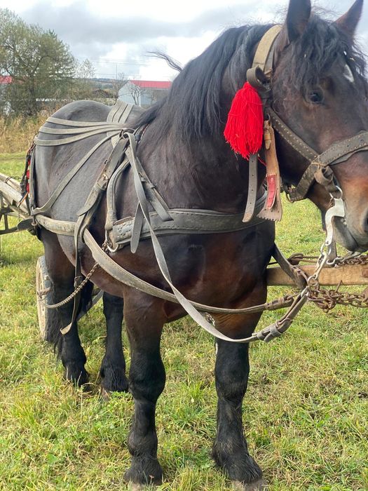 Mânz de 2ani și 5 luni  de vânzare în  sat Viscri jud Brașov