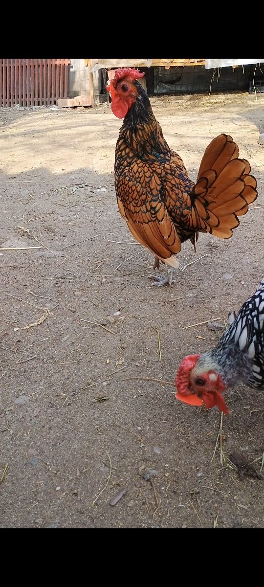 Sebright auriu,argintiu și chamois de anul trecut