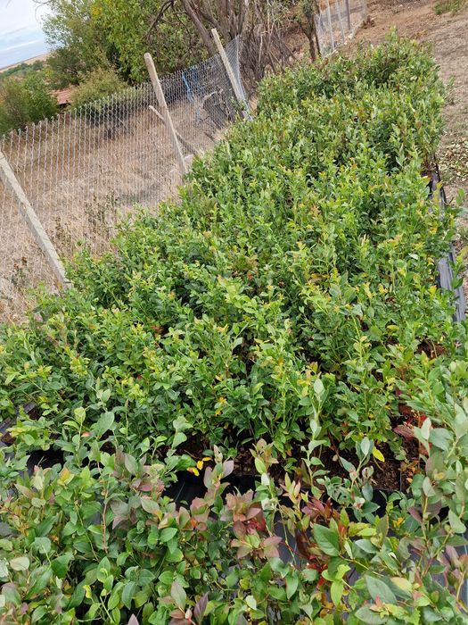 Боровинки разсад