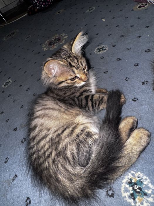 Mushuk bolalari tekinga berialdi