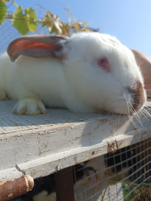 Зайци Кочовати (немска пеперуда) ЛИКВИДАЦИЯ.