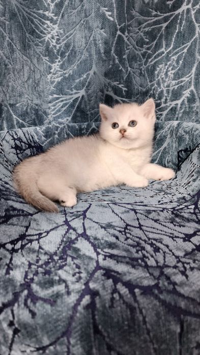 Продаётся чистокровный шотландский котёнок скоттиш-страйт
