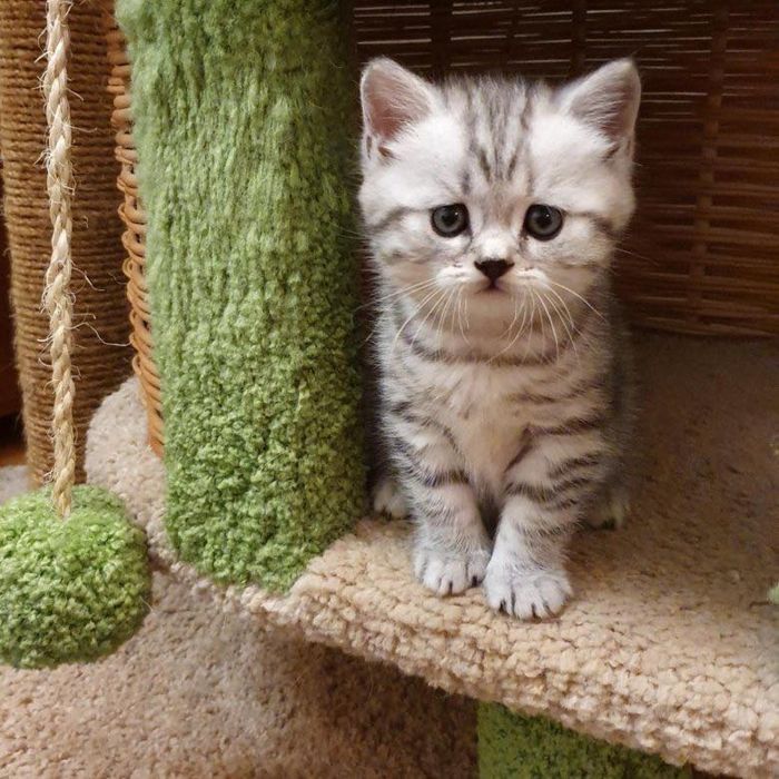 Продаются Котята